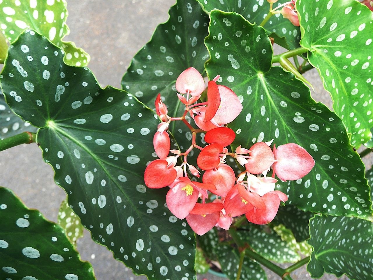 B. maculata var. elegantissima